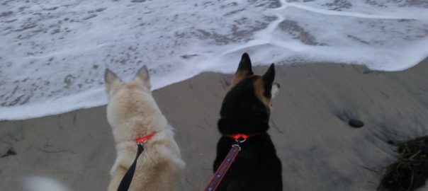 Rocky and Rizzo at the beach